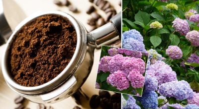 Кущі будуть вкриті квітами все літо: найкраще домашнє добриво для гортензій