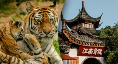 Китайский гороскоп на завтра