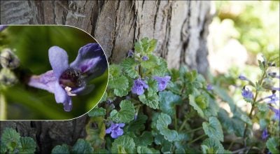 Один бур'ян може швидко заполонити весь сад: як позбутися плюща на ділянці