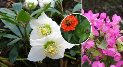 Квіти, що не бояться спеки й цвітуть навіть без поливу: ТОП-10 найвитриваліших видів