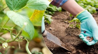 Когда сажать фасоль в открытый грунт в 2026: точные даты для щедрого урожая