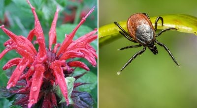 Естественный щит от клещей: какое растение стоит посадить на своем участке
