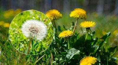 Кульбаби зникнуть з ділянки назавжди: що треба зробити вже зараз
