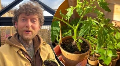 Що робити, якщо розсада томатів сильно витягнулася: простий трюк збереже врожай