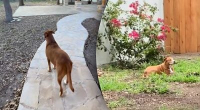 Врятована з притулку собака зрозуміла, що у неї є дім