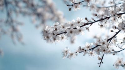 Такого не було 66 років: на Львівщину налетіла хвиля холоду з заморозками