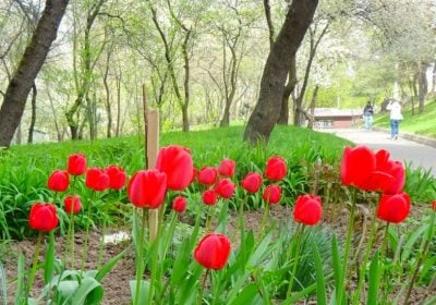 Сніг і заморозки накриють Рівненщину: синоптики попереджають про негоду