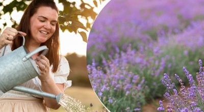 Лаванда пишно цвістиме роками: досвідчені садівники показали метод поливу 8:8:8