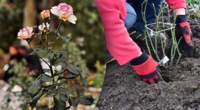 Експерти з садівництва розповіли, що слід додати в яму під час висаджування троянди