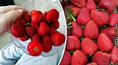 Як правильно зберігати полуницю?