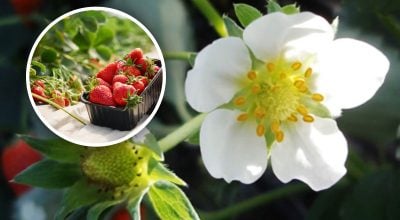 "Золотое окно" для клубники: автор раскрыл ключевые процессы во время цветения