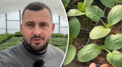 Коли висаджувати розсаду в 2026 році: головна помилка, що знищить весь врожай