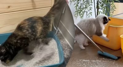 Чому кіт розкидає наповнювач по квартирі: причини, про які ніхто не здогадується