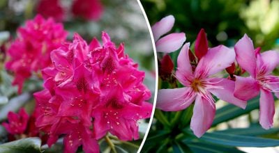 Які рослини краще не тримати вдома