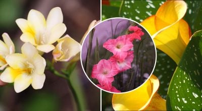 Влітку сад потопатиме у квітах: які цибулинні рослини посадити в травні