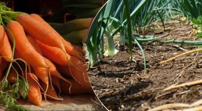 Морква, цибуля