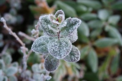Екстремальні заморозки на Тернопільщині: температура різко впаде до 'мінуса'