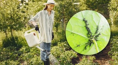 Всего одна чайная ложка - и тля навсегда исчезнет из сада: как работает этот трюк