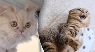 Одна звичка перед сном робить кота агресивним: про що не здогадуються власники