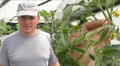 Чому жовтіє листя у томатів: головна причина, про яку забувають городники