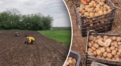 Коли садити картоплю у травні 2026 року