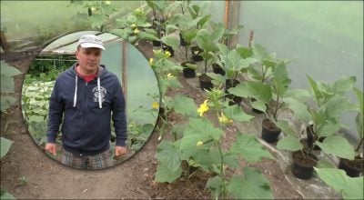 Вирощування огірків 