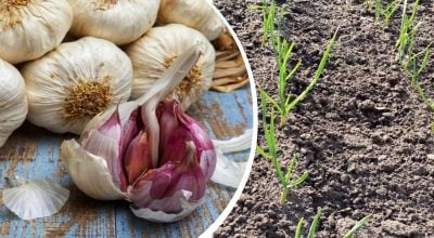 Коли садити ярий часник у травні 2026: найкращі дати для шикарного врожаю
