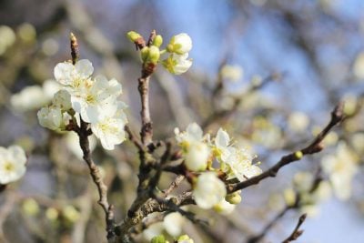 Львівщину розігріє до +16: коли прийде справжнє потепління