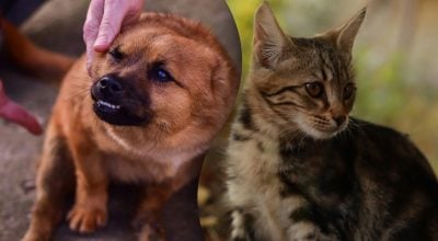 Експерти пояснювали, чому коти й собаки часто хитають головою