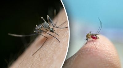 Як позбутися комарів