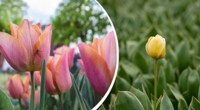 Мало хто знає: чому насправді тюльпани не дають квітів і як змустити їх зацвісти