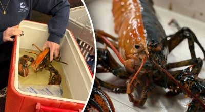 У США спіймали унікального двоколірного лобстера