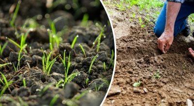 Що посадити в травні