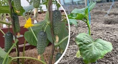 Чим підживити огірки після пересаджування: врожай збиратимете ящиками