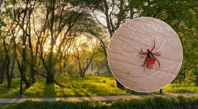 Лісники розкрили геніально простий метод захисту від кліщів: що треба зробити
