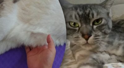 Чому у кота 