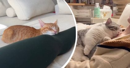 Чому коти насправді люблять спати поруч із господарем: несподіване пояснення