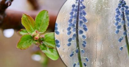 Житомирщину прогріє до +19, однак погода готує неприємний сюрприз: коли очікувати