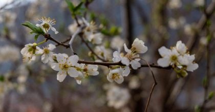 Різке потепління мчить на Львівщину: коли термометри покажуть +17