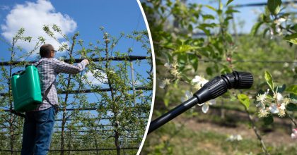 У хвороб та шкідників не буде шансів - коли і чим обробити дерева