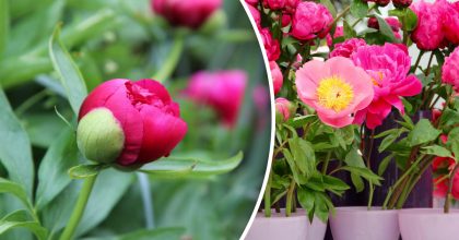 Пионы не прощают ошибок: что обязательно нужно сделать в апреле