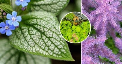 Ці квіти чудово ростуть у тіні: що висадити за будинком і вздовж паркану