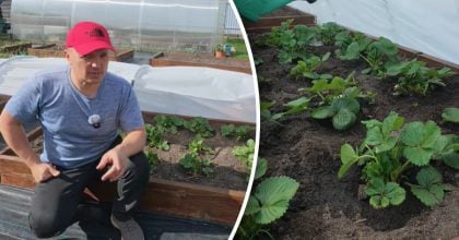 Підживлення полуниці навесні: помилка, що зменшує врожай