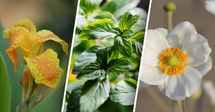 Красиві, але агресивні: перелік квітів, які не вміють "дружити" з сусідами