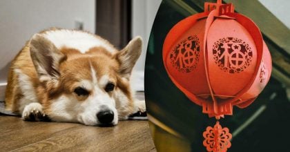 Китайский гороскоп на завтра, 7 апреля: Тиграм - препятствия, Собакам - жертвы