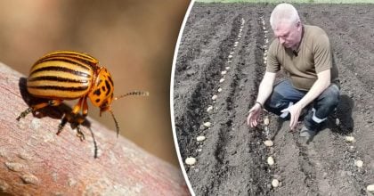 Колорадський жук і близько не підійде: що посадити поруч із картоплею