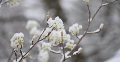 Похолодання з снігом мчить на Львівщину: коли будуть заморозки