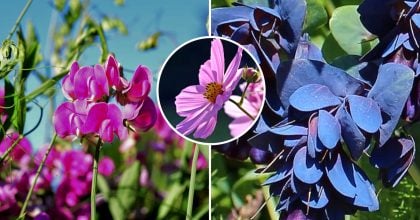 Що посадити у квітні: сім квітів, які перетворять сад на яскраву казку