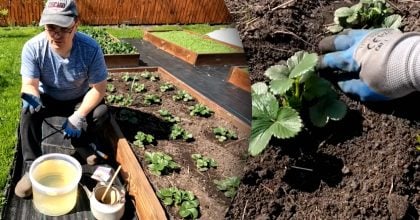 Одним поливом - захист полуниці від шкідників і кореневих гнилей