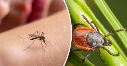 Забудете про укуси: як один простий засіб захистить від кліщів та комарів